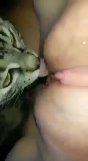 Kucing Jilatin Meki Bocil Yang Tembem